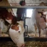 Berne : aides d’urgence pour les exploitations agricoles touchées par la sécheresse