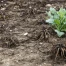AgriGenève demande au Conseil d’État une aide exceptionnelle après la sécheresse