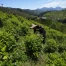 Colombie : reprise possible de l'épandage de glyphosate sur les champs de coca