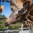 Fribourg augmente légèrement le quota de tir du cerf à 230 individus