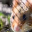Japon : arrestation d'un tueur en série de hamsters dans un hôtel