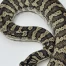 Python de 3 mètres retrouvé dans une forêt près de Winterthour (ZH)