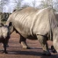 Soixante-dix rhinocéros blancs d'Afrique du Sud déplacés au Rwanda