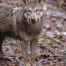 Tir d’un loup autorisé dans la région de Rarogne-Ausserberg (VS)