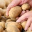 Mauvaise récolte de pommes de terre en Suisse à cause de la canicule