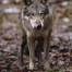 Nouvelle autorisation de tir pour un loup isolé en Valais