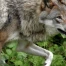 Nouvelle autorisation pour abattre le loup de la vallée de la Brévine