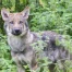 Le Valais demande l'éradication de deux meutes de loups