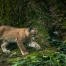 Les lynx colonisent le Plateau suisse malgré la circulation routière