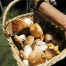 Champignons: plus de cueilleurs, moins de points de contrôle en Suisse