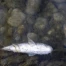 Dizaines de poissons morts dans le ruisseau Chaindon à Reconvilier