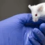 Expérimentation animale en Suisse : un nombre historiquement bas en 2025