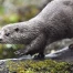 La loutre fait son retour naturel à Genève cet été