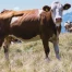 Le National approuve l'accord avec le Mercosur après compensation agricole