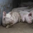 Maladie pulmonaire porcine : abattage de 20 cheptels en Suisse