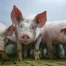Pneumonie enzootique chez les porcs dans des exploitations bernoises