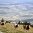 Sécheresse en Suisse : les agriculteurs à bout de souffle faute d'eau