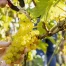 Vendanges vaudoises : un millésime solaire attendu
