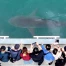 À Busan, un requin égaré devient la mascotte et booste l’économie locale