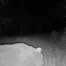 Un ours fait un véritable tour des Grisons depuis la mi-mai