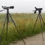 BirdLife invite à observer la migration des oiseaux en Suisse