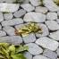Genève va abattre 35 arbres dangereux cet automne