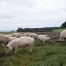 Pneumonie enzootique: 950 porcs abattus dans une exploitation vaudoise