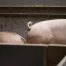 Pneumonie enzootique en Suisse : plus de 10'500 porcs abattus