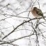 250 000 oiseaux migrateurs observés en Suisse lors d’EuroBirdwatch