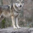 Forte hausse des autorisations de tirs préventifs du loup en Suisse