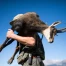 Chasse haute en Valais : hausse des cerfs et chamois abattus
