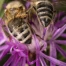 Bienne échange des arbustes pour favoriser la biodiversité urbaine