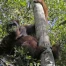 Bornéo : huit orangs-outans sauvés des incendies relâchés en forêt protégée