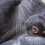 Naissance d’un bébé gorille au zoo de Bâle après deux décès