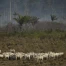 La déforestation ralentit dans le monde, mais pas en Afrique centrale