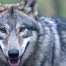 Berne autorise le tir d’un loup après l’attaque d’un veau à Nods