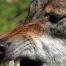 Loup de la Brévine abattu : nouvelle autorisation de tir à Neuchâtel