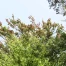Bienne prévoit 113 plantations d’arbres pour 51 abattages en 2026