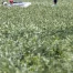 Un avion de tourisme s'est écrasé dans un champ à Wichtracht (BE)