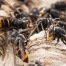 Vaud intensifie la lutte contre le frelon asiatique