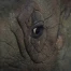 D'Afrique du Sud au Mozambique: 10 rhinocéros menacés déplacés