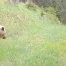 Un ours tue quatre moutons sur un alpage près de Scuol (GR)