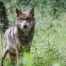 Un loup abattu dans le Haut-Valais