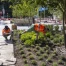La Ville de Genève a planté près de 400 arbres depuis l'automne