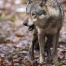Tir d'un loup autorisé à Guttannen (BE)