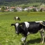 Les Suisses sont globalement satisfaits de leur vie