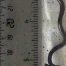 Plus petit serpent du monde : redécouvert à la Barbade après 20 ans