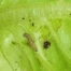 Propagation de la chenille tropicale: De la Suisse à l'Allemagne