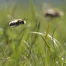 Amélioration de la biodiversité forestière pour favoriser les abeilles sauvages