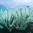 Blanchissement record de la Grande Barrière de Corail en 2024 : rapport alarmant